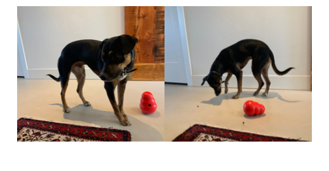 Broad World's dog Ralfie plays with a red Wobble Kong filled with treats.