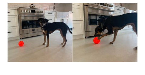 Broad World's pup Ralf plays with a red treat ball from Amazon.