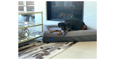 Broad World's dog Ralf on his Casper bed, available on Amazon