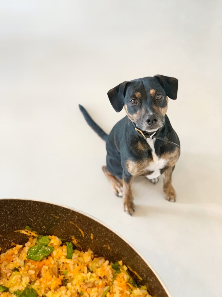 Broad World's dog, Ralph, patiently waits to be fed his homemade dog food.